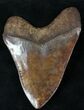 Coffee Colored, Megalodon Tooth - Georgia #21880-2